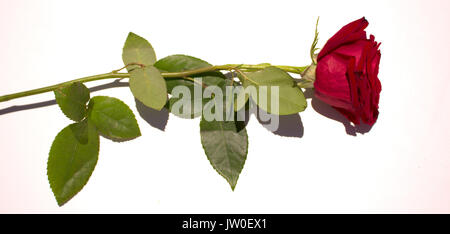 Rose. Belle rose rouge. De fleurs en fleurs. Macro. Banque D'Images