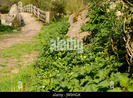 Le pont sur la rivière à cheval à Frome Tellisford enjambe la frontière entre le comté de Wiltshire et Somerset. (Vu de la banque Wiltshire). Banque D'Images