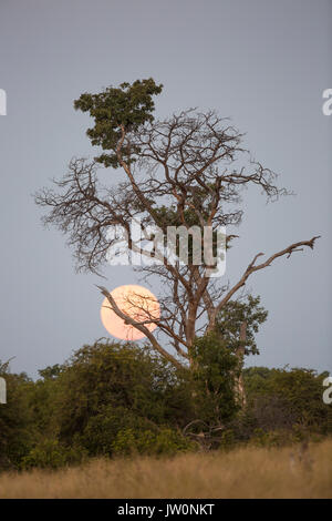 Pleine lune derrière un arbre Msasa Hwange dans Banque D'Images