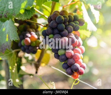 Vue rapprochée de grappes de raisin presque prêts pour la récolte viticole en Champagne au coucher du soleil. Banque D'Images