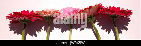 Gerber. Ensemble de cinq gerbers isolé sur fond blanc. Banque D'Images