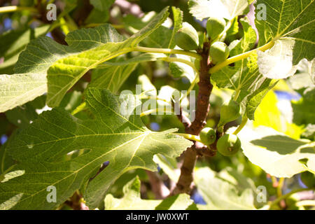 Fig. Figues vertes sur l'arbre. Des plantes méditerranéennes. Banque D'Images