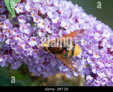 Plus grand au Royaume-Uni, Hornet hoverfly imiter Hoverfly sur Buddleia. Banque D'Images