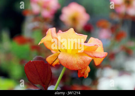 Le côté d'un jaune et l'orange rose dans un jardin de roses avec un fond rose à fleurs. Banque D'Images