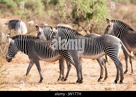 Le Zèbre de Grévy (Equus grevyi) montent la garde dans le sens d'une lionne à proximité Banque D'Images