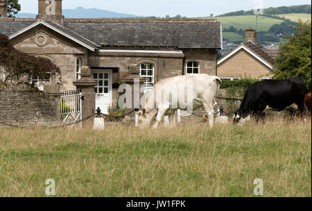Le pâturage du bétail à l'extérieur d'une maison de gardien sur Minchinhampton Common, Amberley, Gloucestershire, Angleterre, Royaume-Uni Banque D'Images