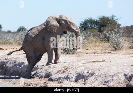 Elephant (Loxodonta africana) mal à l'étape d'une petite banque sur un étang Banque D'Images