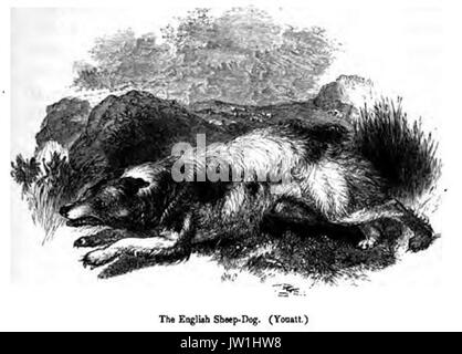 117 Chien de Berger en anglais Banque D'Images