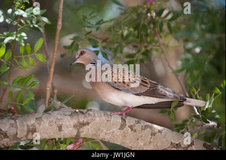 Eurasienne ou européenne, la tourterelle (Streptopelia turtur), Ibiza, Baléares, Espagne, Mer Méditerranée Banque D'Images