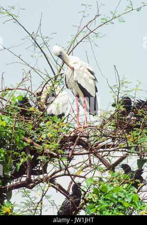 Asian Openbill ou asiatique Openbill Anastomus (Stork, oscitante), Parc national de Keoladeo Ghana, Bharatpur, Rajasthan, Inde Banque D'Images