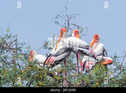 Stork peint, Mycteria leucocephala, parc national de Keoladeo Ghana, Bharatpur, Rajasthan, Inde Banque D'Images