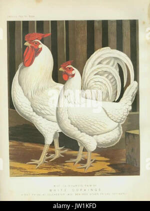 Poulet Dorking Banque D'Images