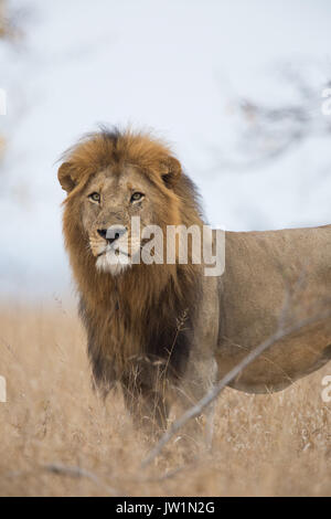 Portrait of a male lion (Panthera leo) avec de grands mane Banque D'Images