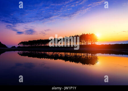 Silhouette et réflexions d'arbre rangée au coucher du soleil. Banque D'Images