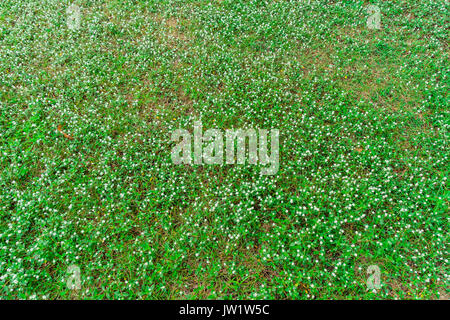 Vue de dessus d'un grand nombre de marguerites blanches dans la région de East Coast Park Singapour, petite marguerite blanche fleur sur l'herbe verte Banque D'Images