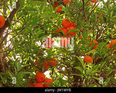 Mandarines sur une branche Banque D'Images