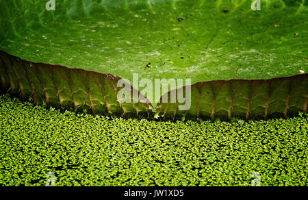 Un géant lily leaf dans un étang Banque D'Images