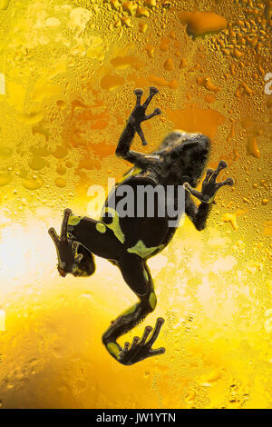 Petit poison dart frog. Banque D'Images