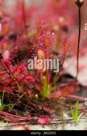 Drosera intermedia, oblongues-leaved sundew, spoonleaf sundew, spatulés ou droséra filiforme plante insectivore, Limbourg, Pays-Bas Banque D'Images