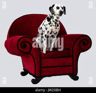 Debout sur dalmatien chaise rouge Banque D'Images