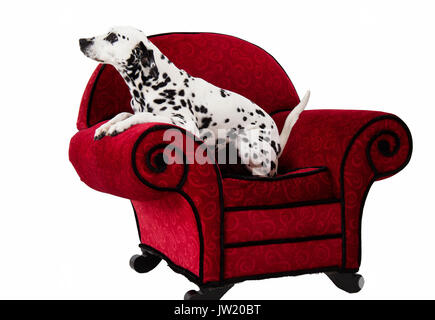 Assis sur le fauteuil rouge de Dalmatie Banque D'Images