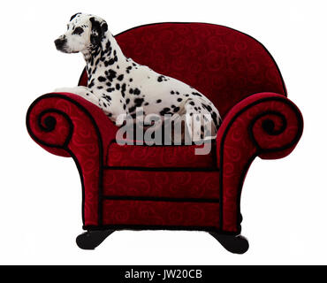 Assis sur le fauteuil rouge de Dalmatie Banque D'Images