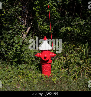 Un poteau incendie nouvellement peintes se trouve à quelques pieds d'une rue résidentielle dans la région de Orleans, Massachusetts. D'incendie ont été traditionnellement placé et fixé sur un système d'eau de la ville pour les camions incendie pompe moteur de brancher leur équipement afin d'en cas d'incendie. Banque D'Images