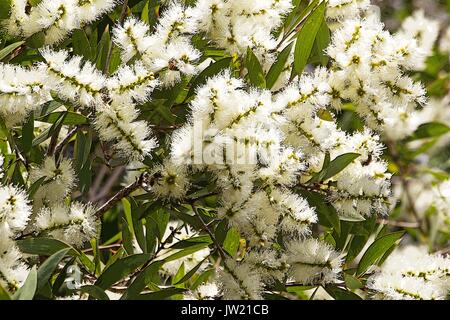 Melaleuca arbre en fleur Banque D'Images