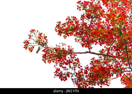 Caesalpinia pulcherrima Flame Tree flower, isolé sur fond blanc. Banque D'Images