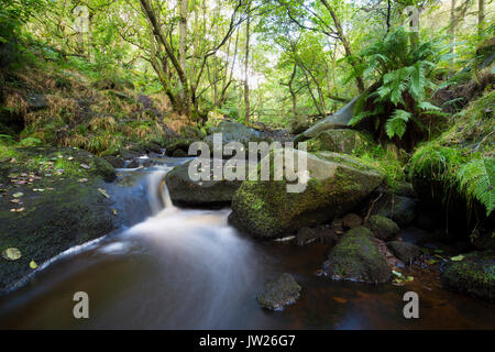 Padley gorge ; Derbyshire ; Royaume-Uni Banque D'Images