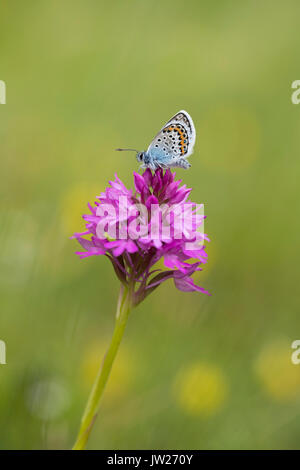 Papillon bleu argenté clouté ; Plebejus argus mâle simple sur les Cornouailles d'orchidées pyramidales ; Royaume-Uni Banque D'Images
