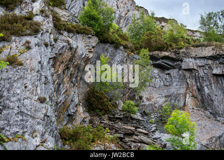 Ballachulish ardoise montrant envahi par la falaise, Lochaber, Highland, Scotland, UK Banque D'Images