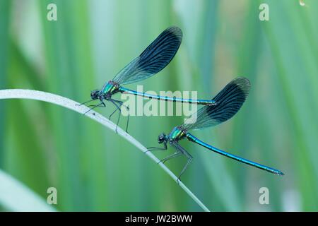 Deux hommes bagués (Calopteryx splendens) demoiselles sur reed (Phragmites communis), Hesse, Allemagne Banque D'Images
