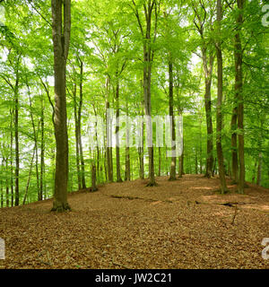 Forêt de hêtres intacte, parc national de Müritz, sous-région Serrahn, UNESCO du patrimoine mondial naturel, forêts primaires de hêtres des Banque D'Images