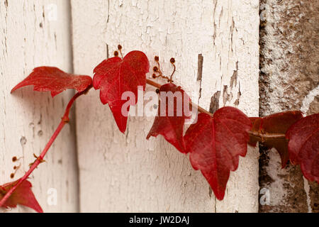 Feuilles de lierre rouge fermer jusqu'à l'automne dans une porte en bois blanc avec de la peinture craquelée d'un vieux cottage Banque D'Images