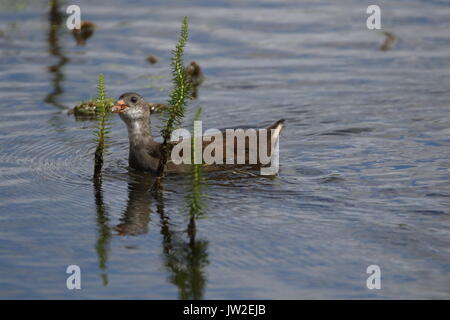 Jeune poule d'eau Gallinula chloropus alimentant à l'rspb saltholme, Teesside, UK Banque D'Images