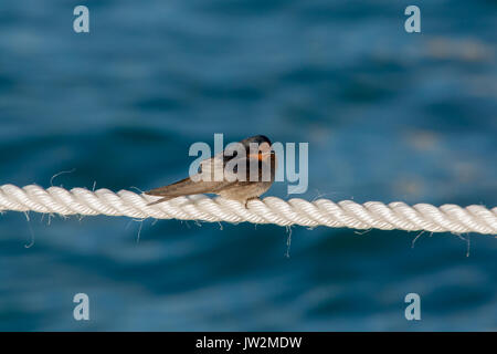 Swallow Hirundo neoxena Bienvenue,, sur Rottnest Island, Australie de l'Ouest Banque D'Images