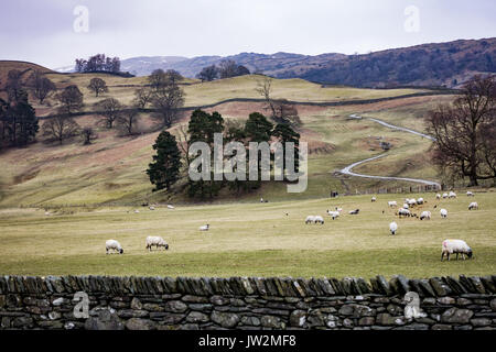 Moutons paissent les collines dans la vallée de Langdale, Lake District, England, UK Banque D'Images