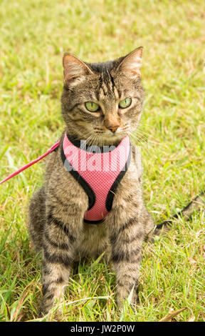 Vue frontale d'un brown tabby cat en rose harnais et laisse, en vert de l'herbe, regardant à droite de l'afficheur Banque D'Images