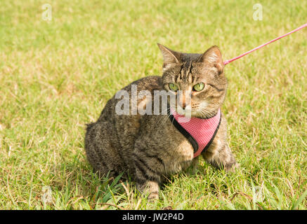 Brown Tabby cat en harnais et laisse, dans l'herbe verte, à gauche de l'afficheur Banque D'Images