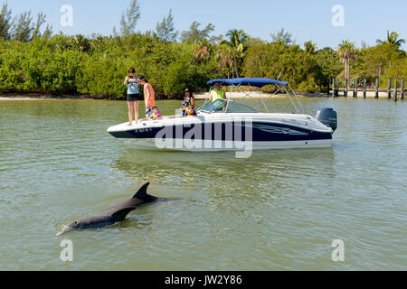 Touristes en bateau observant les grands dauphins communs au large de Keeywaydin Island, Floride, États-Unis Banque D'Images