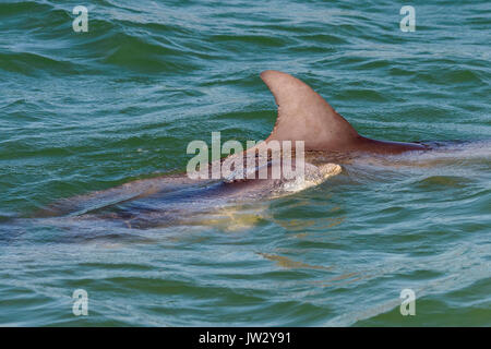 Mère et bébé grands dauphins communs (Tursiops truncatus) près de Marco Island, Floride, États-Unis Banque D'Images