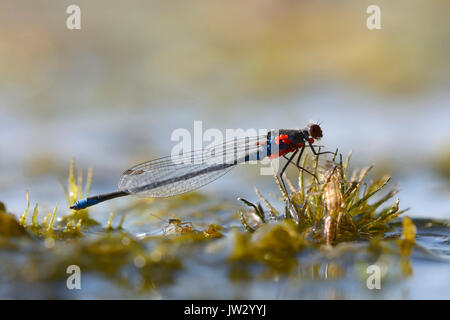 Une petite demoiselle aux yeux rouges, Erythromma viridulum, assis sur la rivière d'algues, un acariens sur sa poitrine. Irnen Stoianka, près de la rivière, Kievskaya oblast, Ukraine Banque D'Images