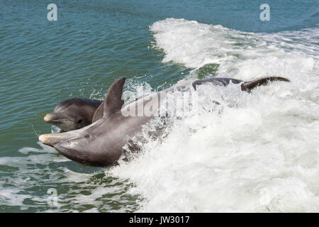 Mère et bébé grands dauphins communs (Tursiops truncatus) près de Marco Island, Floride, États-Unis Banque D'Images