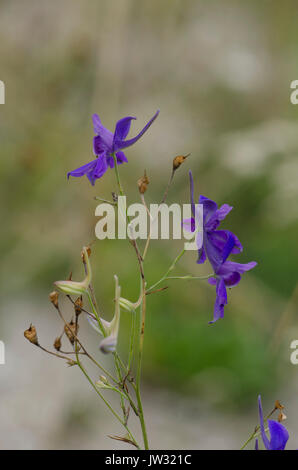 Consolida ajacis. Consolida ambigua, Delphinium ajacis Dauphinelle ambiguum, douteux, chevalier de la spur, rocket larkspur, usine, de fleurs sauvages. Banque D'Images