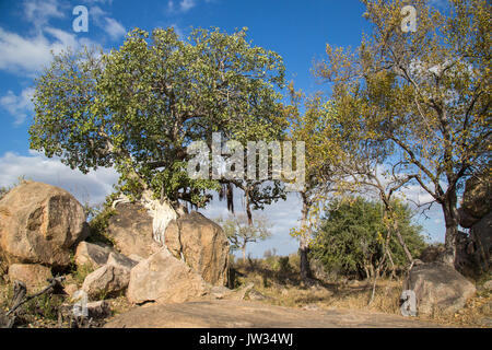 Avec un paysage de Bushveld petit granit koppie et rock fig (Fucus abutilifolia) dans le Parc National Kruger Banque D'Images