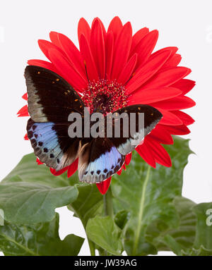 L'Archiduc Butterfly (Lexias pardalis) sur Daisy Gerbera rouge Banque D'Images