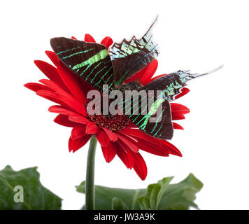 Coucher du soleil papillon sur une marguerite rouge Banque D'Images