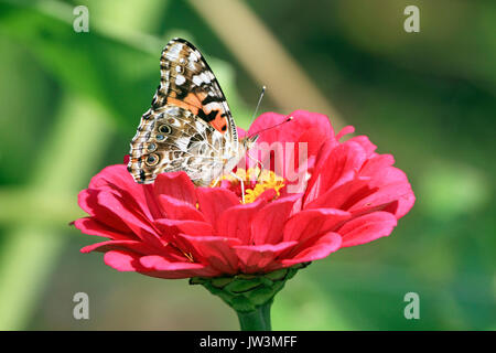 Papillon belle dame américaine, Vanessa virginiensis, Banque D'Images