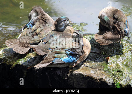 Canard branchu, Aix sponsa, les mineurs se blottissent au bord de l'eau Banque D'Images